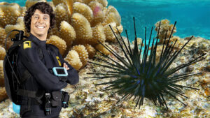 图片 BBC科普英语真人动画Andy's Aquatic Adventures安迪的海底探险,适合0-10岁,全2季共30集,1080P高清视频带英文字幕,百度网盘下载! | 英语库