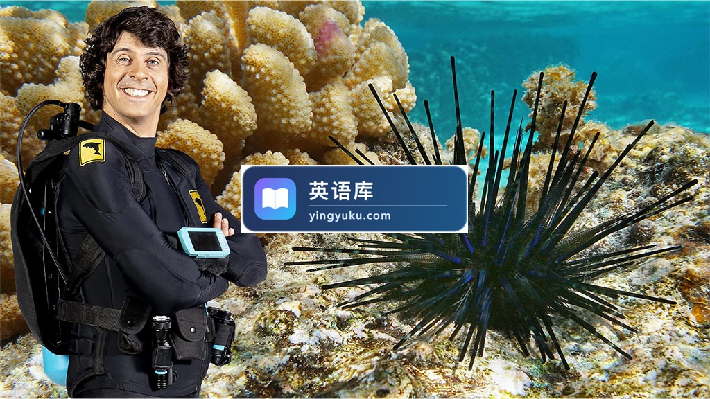 BBC科普英语真人动画Andy's Aquatic Adventures安迪的海底探险,适合0-10岁,全2季共30集,1080P高清视频带英文字幕,百度网盘下载!-英语库